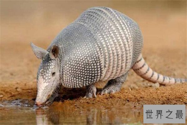 世界最懒的十大动物 树懒遇危险都懒得跑，第四走一步要十几秒