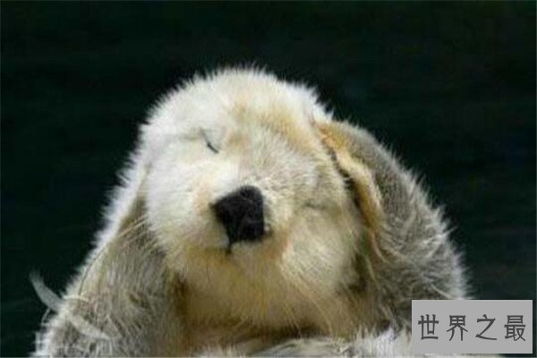 世界十大聪明动物 乌鸦居榜首，千万不要在嫌弃猪了