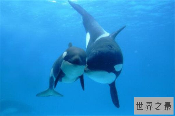 世界十大聪明动物 乌鸦居榜首，千万不要在嫌弃猪了