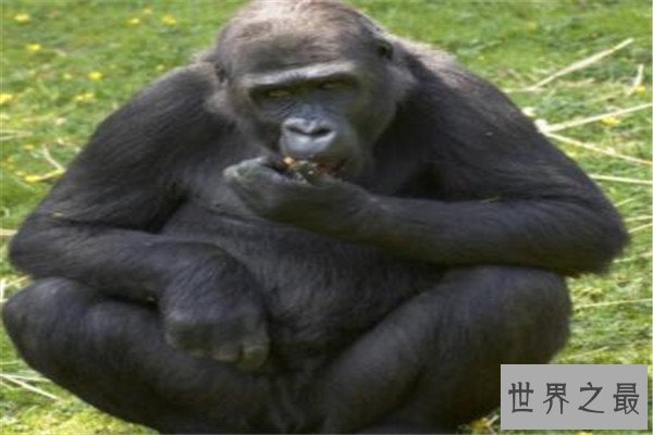 世界十大聪明动物 乌鸦居榜首，千万不要在嫌弃猪了