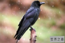 世界十大聪明动物 乌鸦居榜首，千万不要在嫌弃猪了