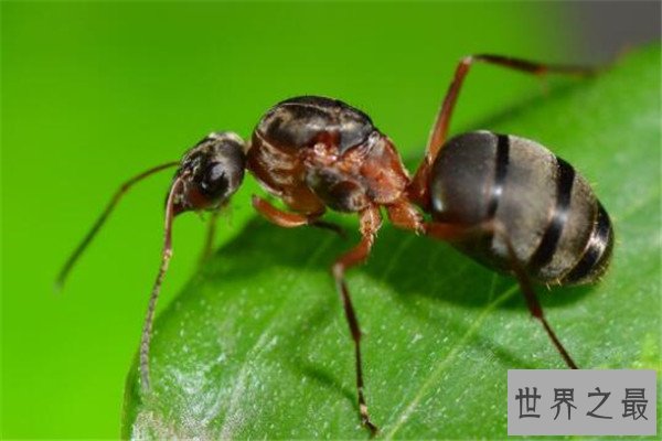 世界十大聪明动物 乌鸦居榜首，千万不要在嫌弃猪了