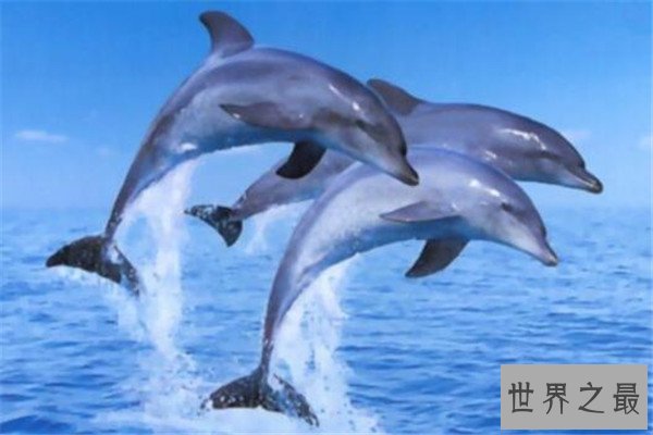 世界十大聪明动物 乌鸦居榜首，千万不要在嫌弃猪了