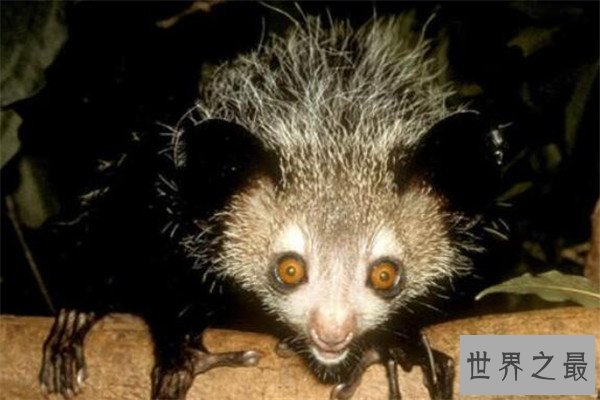 世界十大最丑的动物 安康鱼不仅丑还有点小瘆人