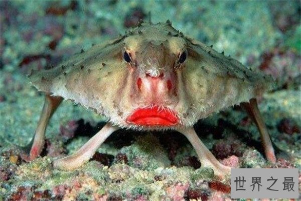 世界十大最丑的动物 安康鱼不仅丑还有点小瘆人