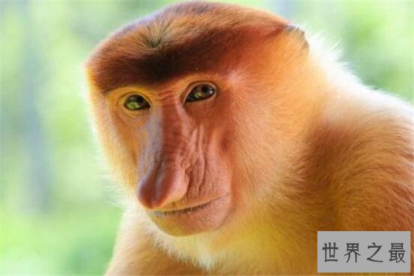 世界十大最丑的动物 安康鱼不仅丑还有点小瘆人