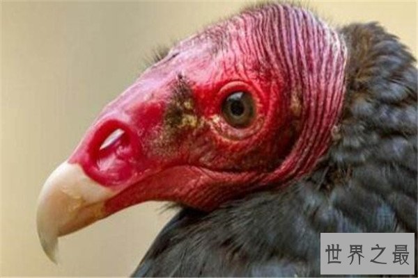 世界十大最丑的动物 安康鱼不仅丑还有点小瘆人