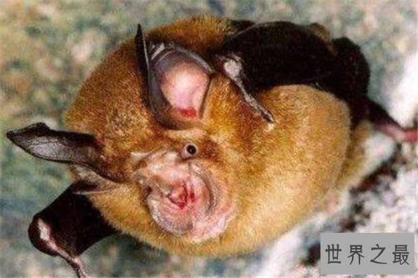 世界十大最丑的动物 安康鱼不仅丑还有点小瘆人