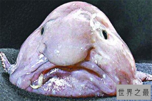 世界十大最丑的动物 安康鱼不仅丑还有点小瘆人