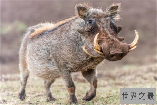 世界十大最丑的动物 安康鱼不仅丑还有点小瘆人