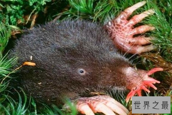 世界十大最丑的动物 安康鱼不仅丑还有点小瘆人