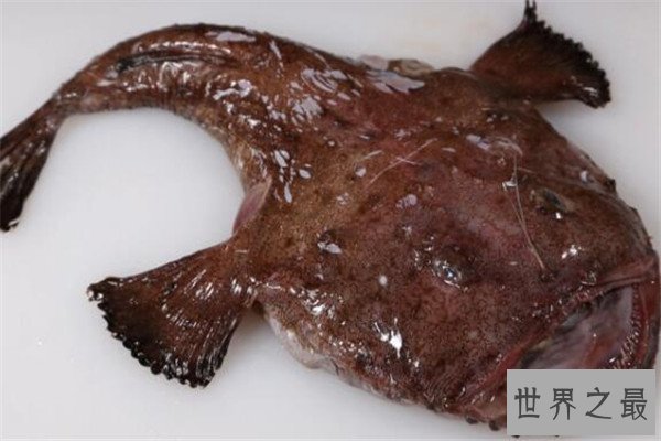 世界十大最丑的动物 安康鱼不仅丑还有点小瘆人