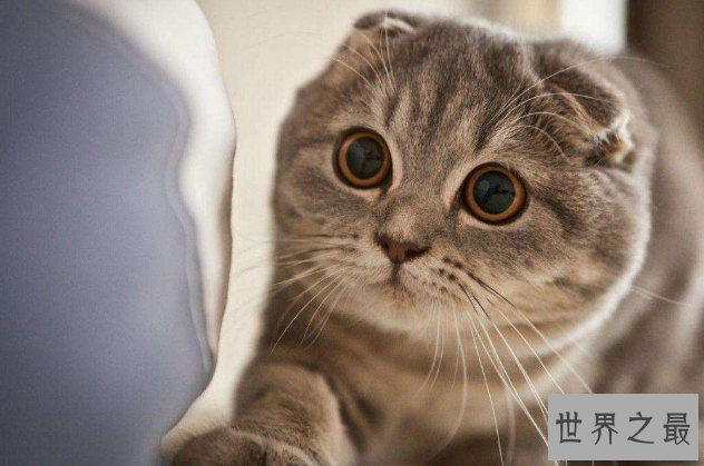 世界上十大最贵的猫 第一价格高达61万人民币