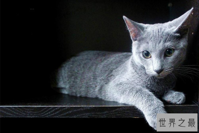 世界上十大最贵的猫 第一价格高达61万人民币