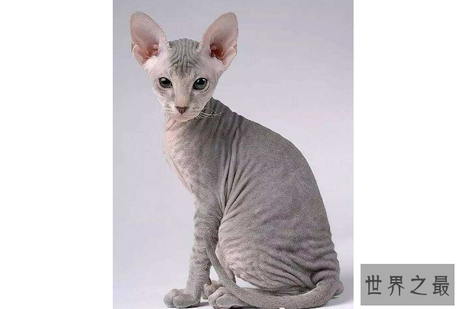 世界上十大最贵的猫 第一价格高达61万人民币