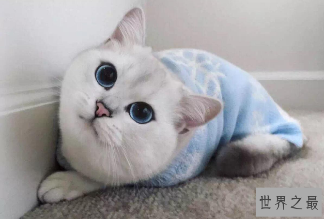 世界上十大最贵的猫 第一价格高达61万人民币