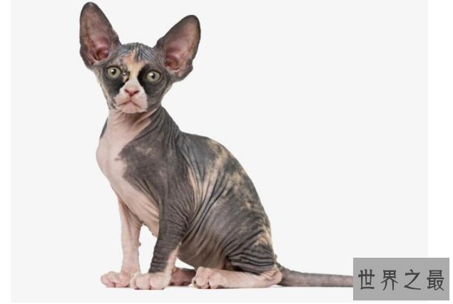 世界上十大最贵的猫 第一价格高达61万人民币