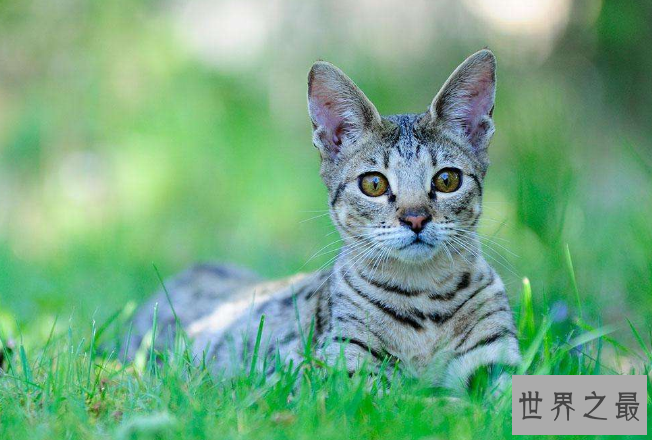世界上十大最贵的猫 第一价格高达61万人民币