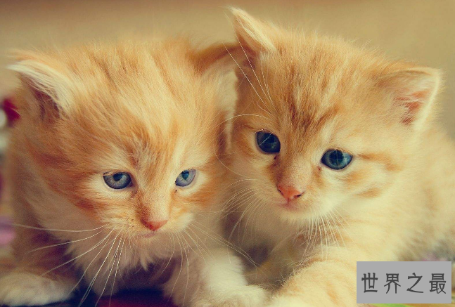 世界上十大最贵的猫 第一价格高达61万人民币
