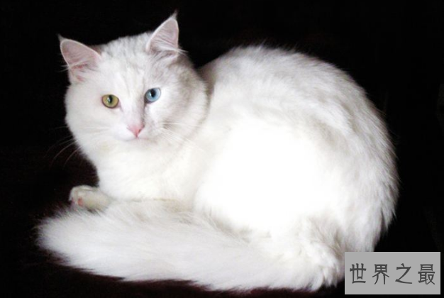 世界上十大最贵的猫 第一价格高达61万人民币