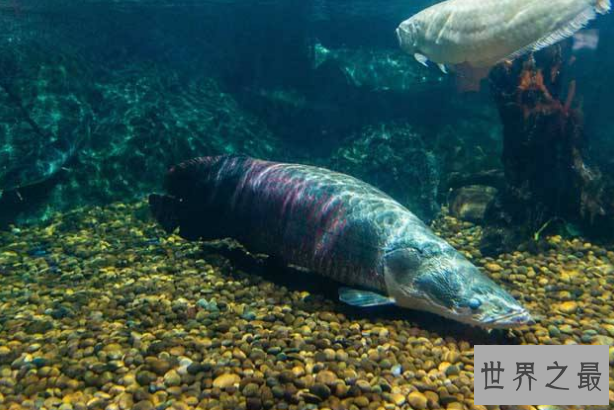 世界最凶猛的十大淡水鱼 第一能咬断人的手指，第五力大无穷