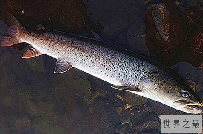 世界最凶猛的十大淡水鱼 第一能咬断人的手指，第五力大无穷