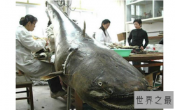 世界最凶猛的十大淡水鱼 第一能咬断人的手指，第五力大无穷