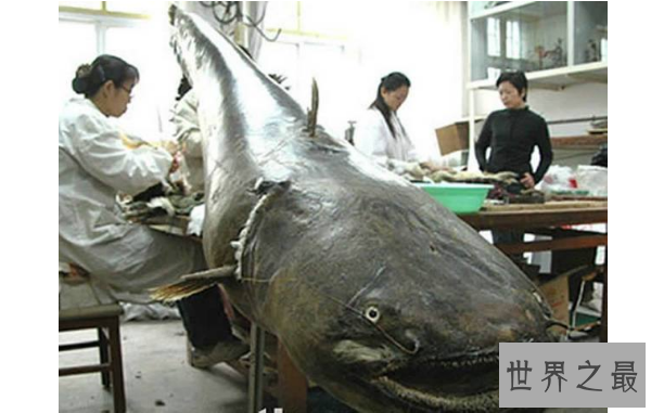 世界最凶猛的十大淡水鱼 第一能咬断人的手指，第五力大无穷