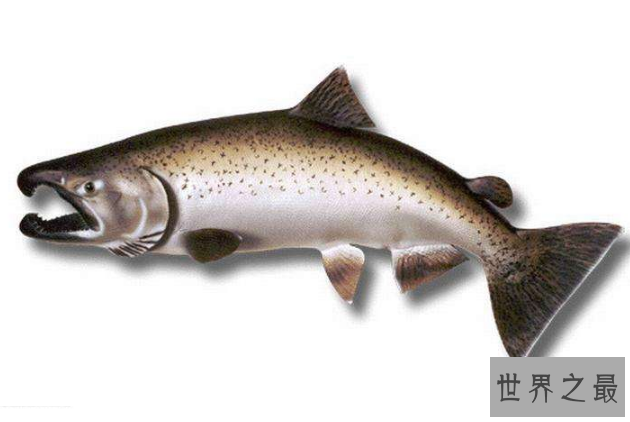 世界最凶猛的十大淡水鱼 第一能咬断人的手指，第五力大无穷