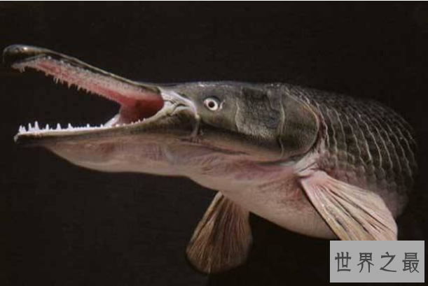 世界最凶猛的十大淡水鱼 第一能咬断人的手指，第五力大无穷
