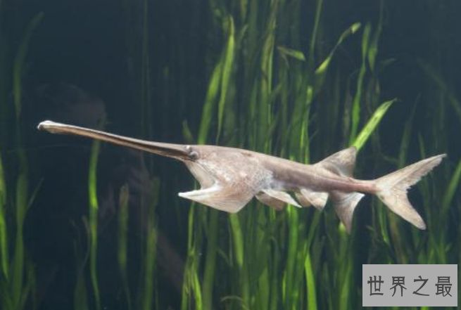 世界最凶猛的十大淡水鱼 第一能咬断人的手指，第五力大无穷