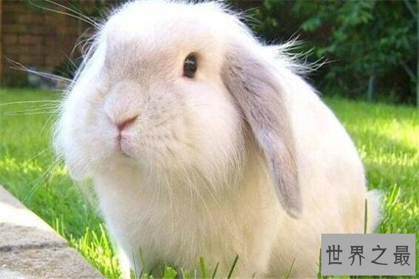 世界十大可爱的动物 安哥拉兔像毛球，第七性格超调皮但惹人爱