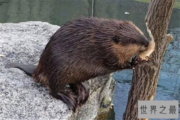 世界十大可爱的动物 安哥拉兔像毛球，第七性格超调皮但惹人爱