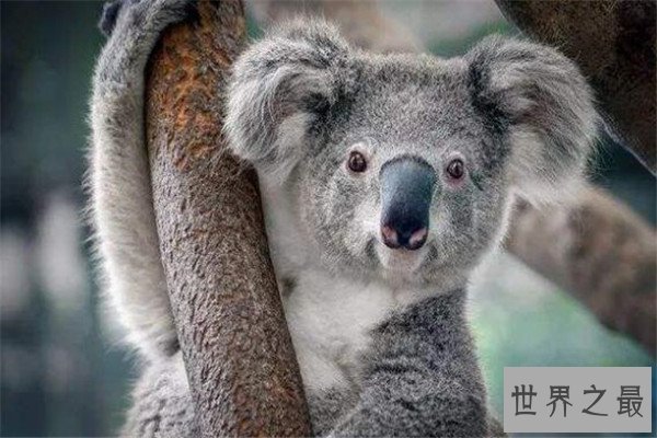 世界十大可爱的动物 安哥拉兔像毛球，第七性格超调皮但惹人爱