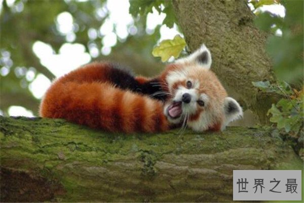 世界十大可爱的动物 安哥拉兔像毛球，第七性格超调皮但惹人爱