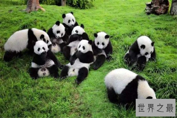 世界十大可爱的动物 安哥拉兔像毛球，第七性格超调皮但惹人爱