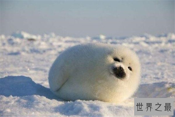 世界十大可爱的动物 安哥拉兔像毛球，第七性格超调皮但惹人爱