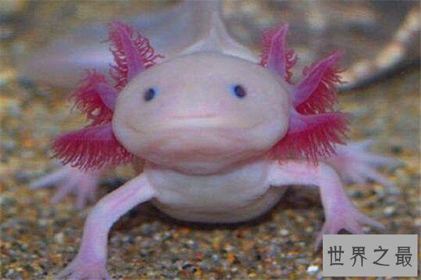 世界十大可爱的动物 安哥拉兔像毛球，第七性格超调皮但惹人爱