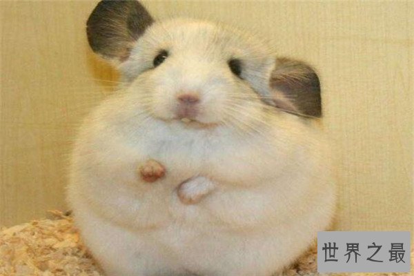 世界十大可爱的动物 安哥拉兔像毛球，第七性格超调皮但惹人爱