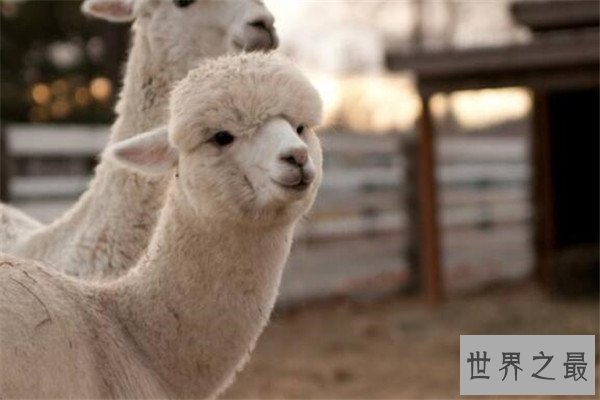 世界十大可爱的动物 安哥拉兔像毛球，第七性格超调皮但惹人爱