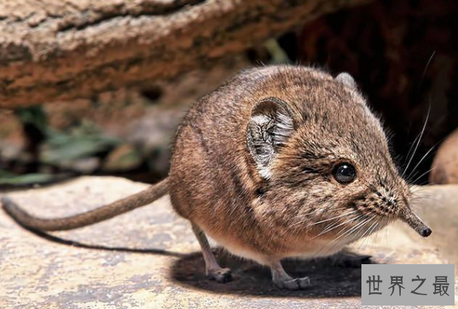 世界十大最圆的动物 每一个都可爱到爆，你都见过吗