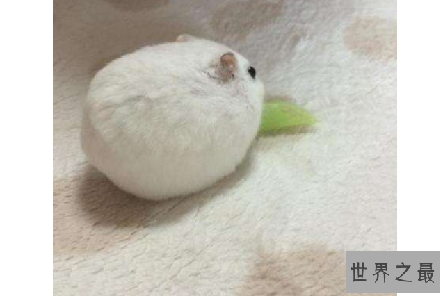 世界十大最圆的动物 每一个都可爱到爆，你都见过吗