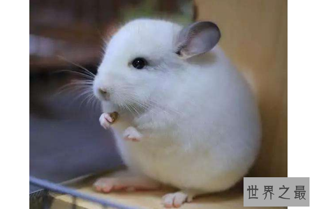 世界十大最圆的动物 每一个都可爱到爆，你都见过吗