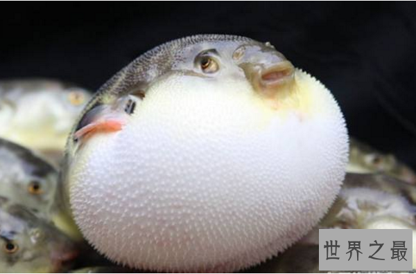 世界十大最圆的动物 每一个都可爱到爆，你都见过吗