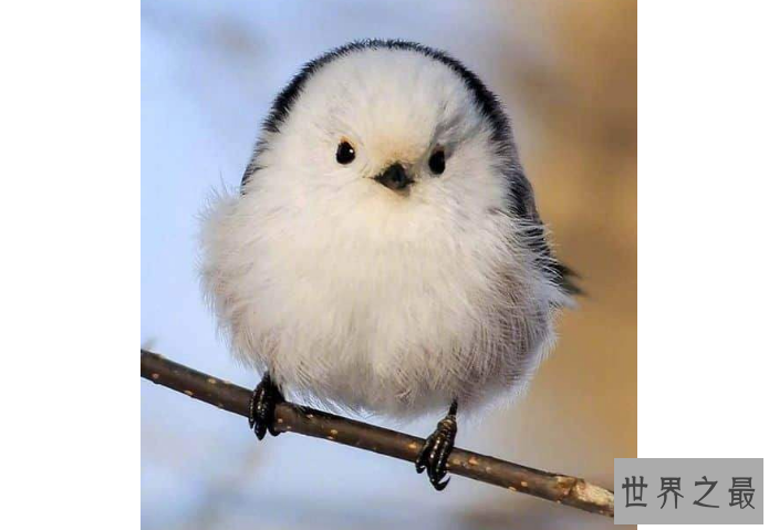 世界十大最圆的动物 每一个都可爱到爆，你都见过吗