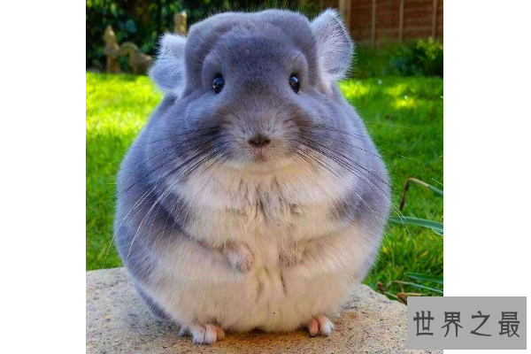 世界十大最圆的动物 每一个都可爱到爆，你都见过吗