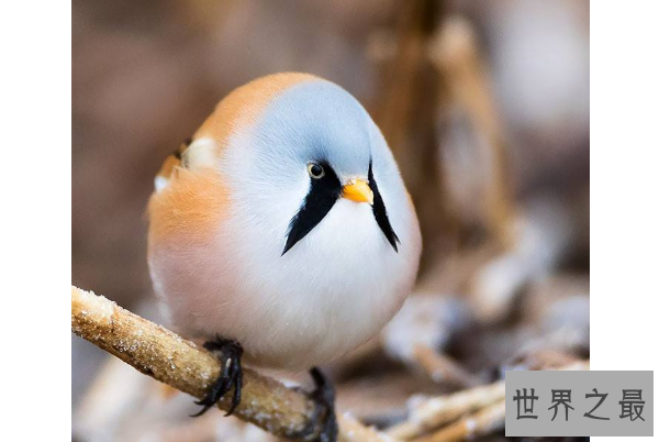 世界十大最圆的动物 每一个都可爱到爆，你都见过吗