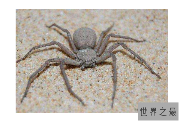 世界十大毒蜘蛛 第四名叫黑寡妇，第一极具攻击性