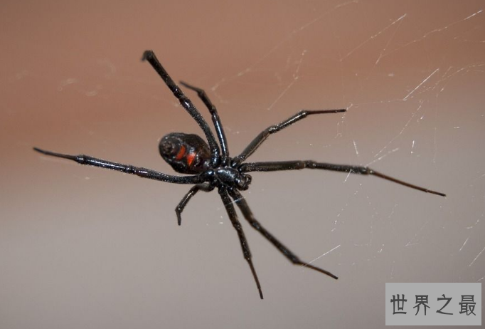 世界十大毒蜘蛛 第四名叫黑寡妇，第一极具攻击性