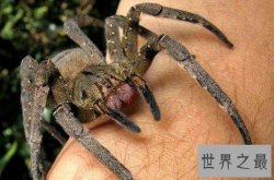 世界十大毒蜘蛛 第四名叫黑寡妇，第一极具攻击性